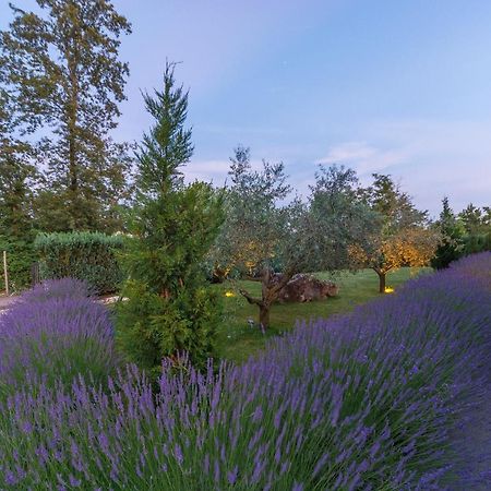 Villa Kate Istria Žminj エクステリア 写真